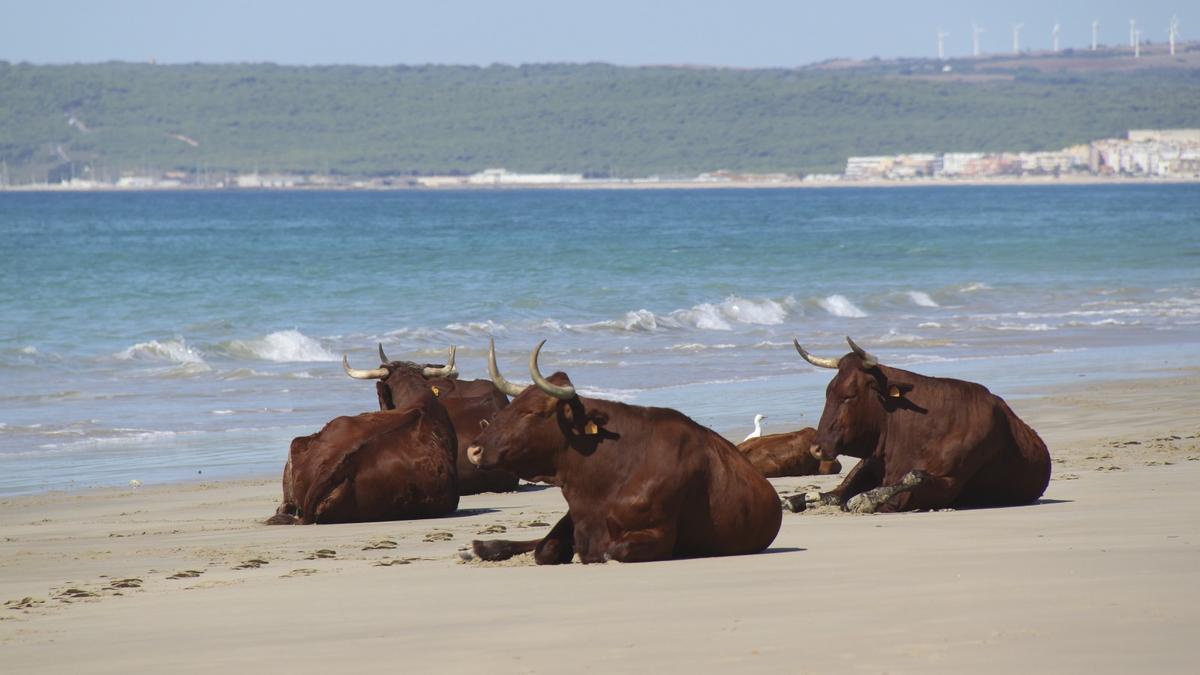 La vaca retinta es una de las 165 razas de ganado autóctono españolas, con presentencia mayoritaria en Andalucía y Extremadura.