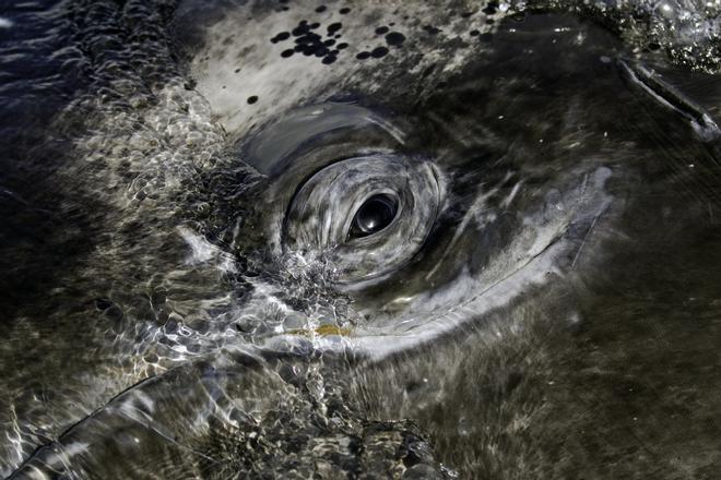 Impresionante ojo de una ballena gris, en la Laguna San Ignacio, Baja California.