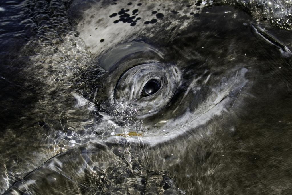Impresionante ojo de una ballena gris, en la Laguna San Ignacio, Baja California.