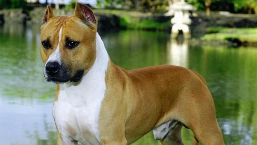 American staffordshire terrier