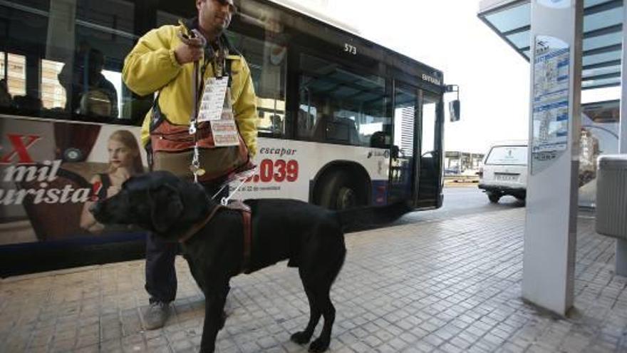 El tripartito quiere habilitar un bus por cada línea  en el que puedan viajar las mascotas