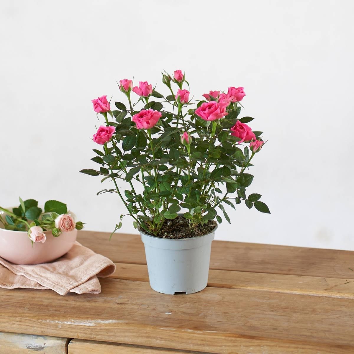 Un rosal