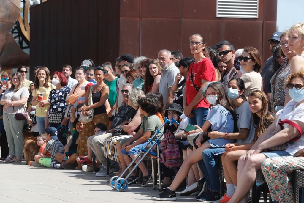 Pasarela de perros de adopción en Bioparc