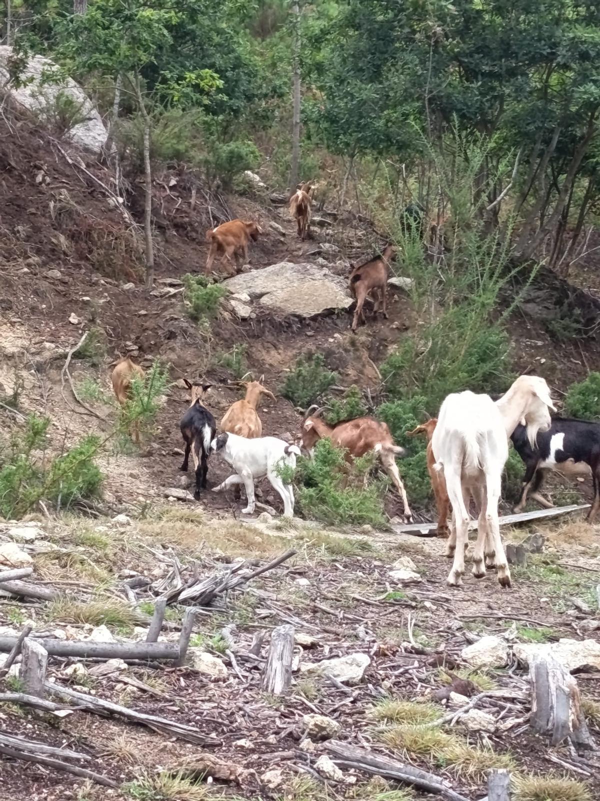 El mastín Leiro, en el centro, guiando a su rebaño de cabras en el monte.
