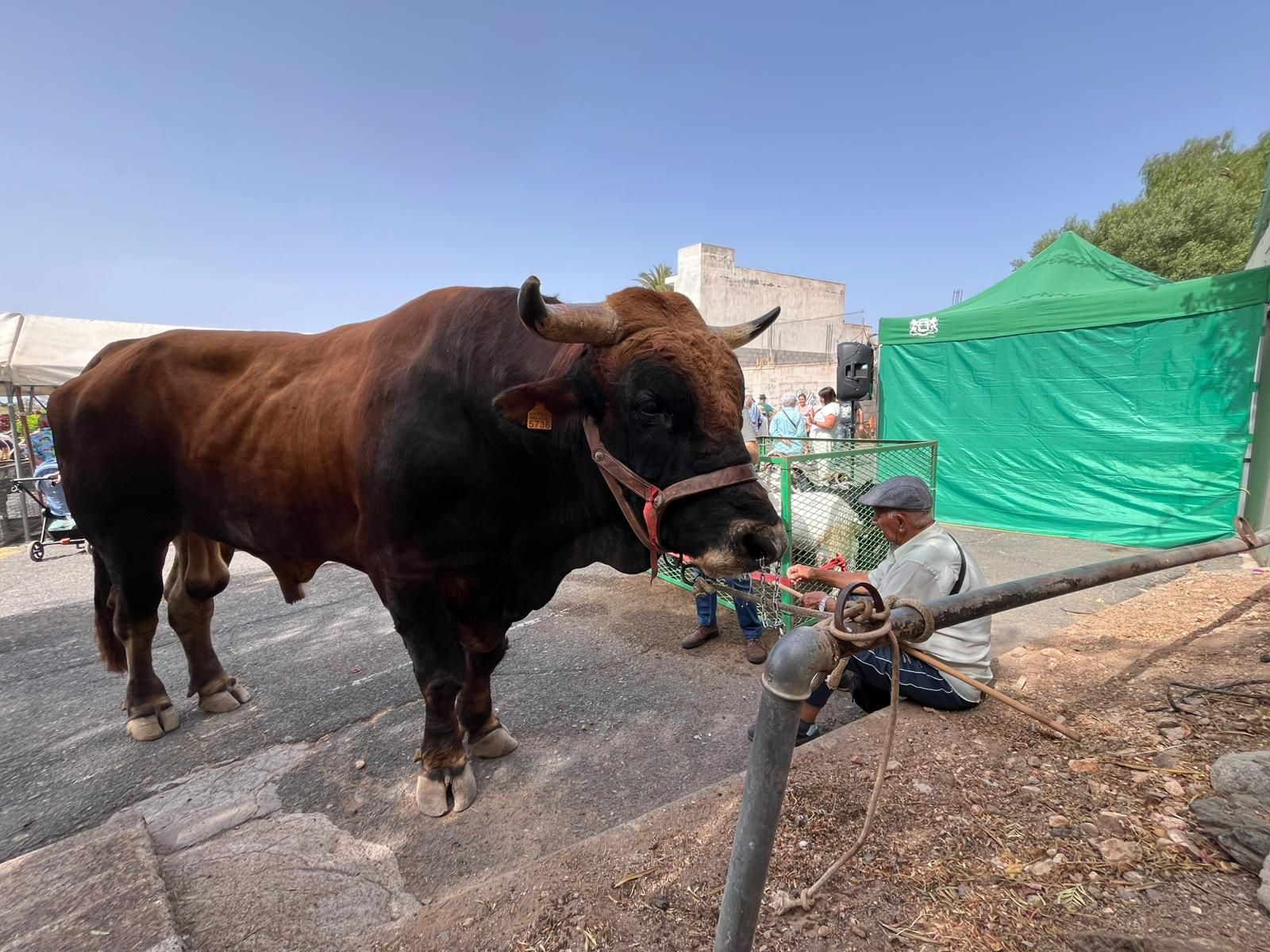 El calor cancela actos en las fiestas en honor a San Pedro y San Pablo de Ingenio