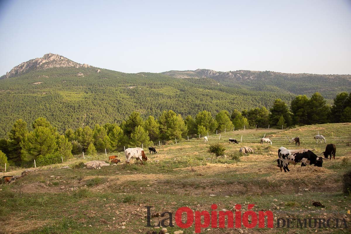 Primer encierro Fiestas de Moratalla