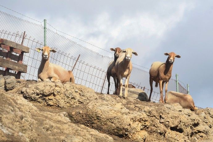 Recorrido por la cumbre y las presas de Gran Canaria tras las últimas lluvias