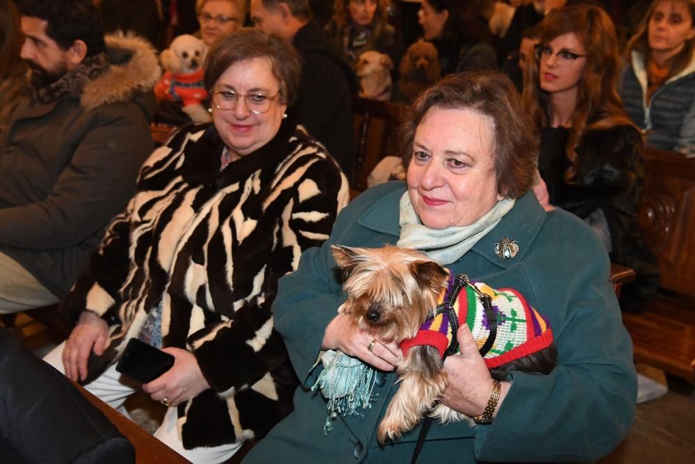 Bendición de mascotas en A Coruña