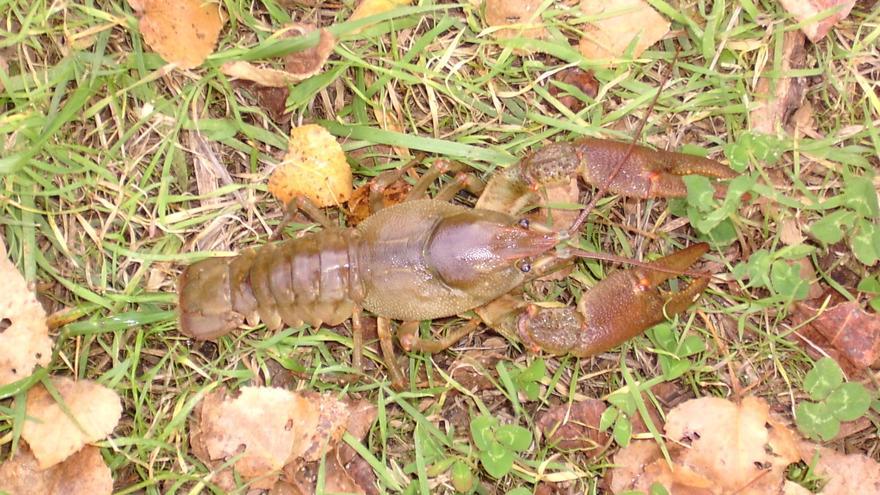 La DGA somete a consulta pública la recuperación del cangrejo de río y la margaritona