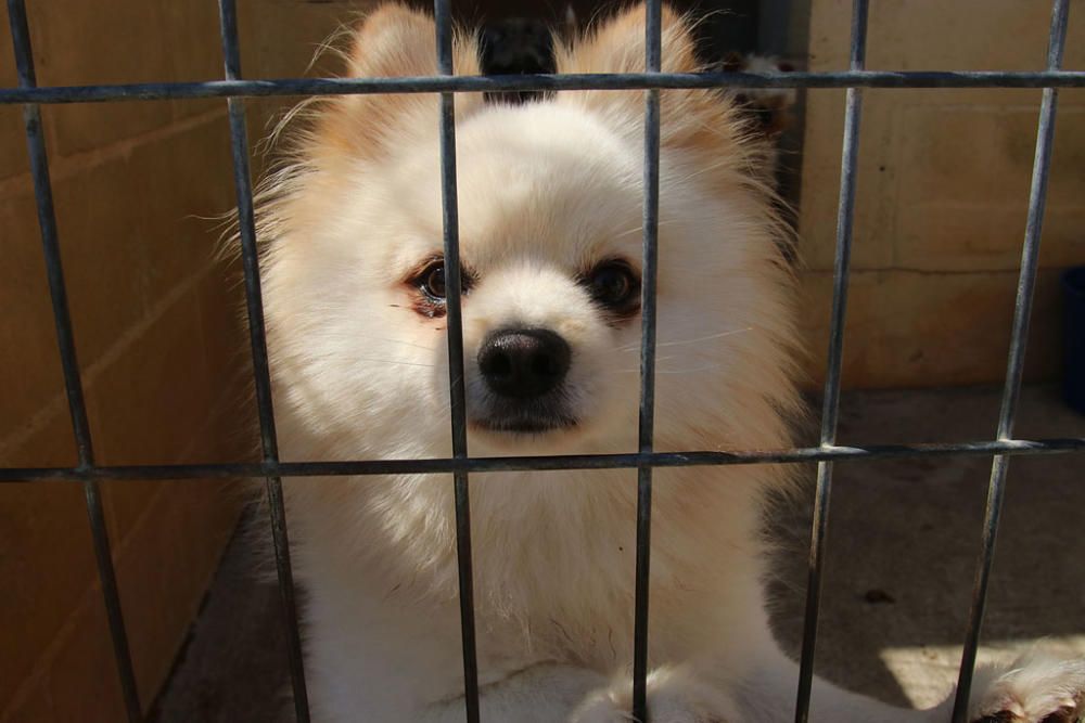 Visita a la Protectora de Animales y Plantas de Málaga