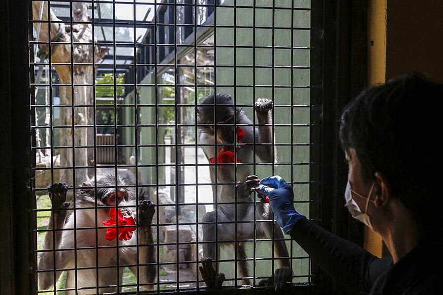 Coronavirus en Córdoba: los animales del zoológico siguen con su rutina diaria