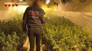 Cae una banda de narcos que compraban la marihuana en grow shops y las plantaban en naves industriales