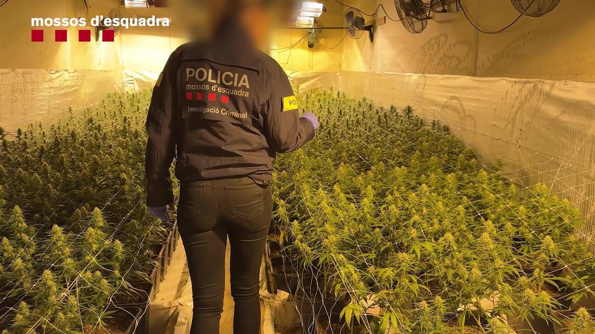 Imagen de la droga encontrada
