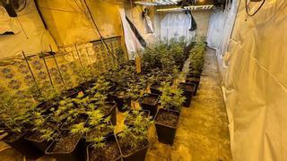 Incautadas 400 plantas de marihuana tras una operación policial conjunta en Martorell
