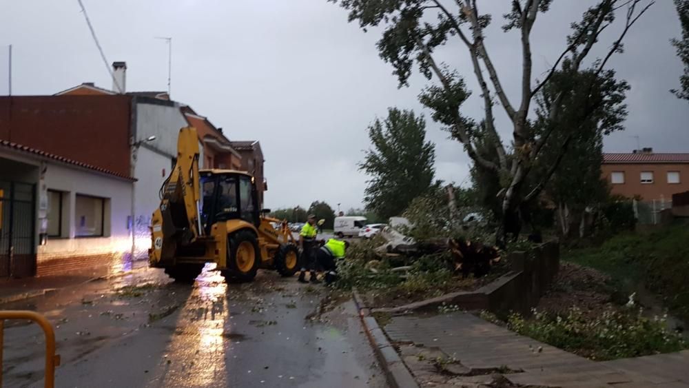 Danys a Vilafant on retiren un arbre caigut