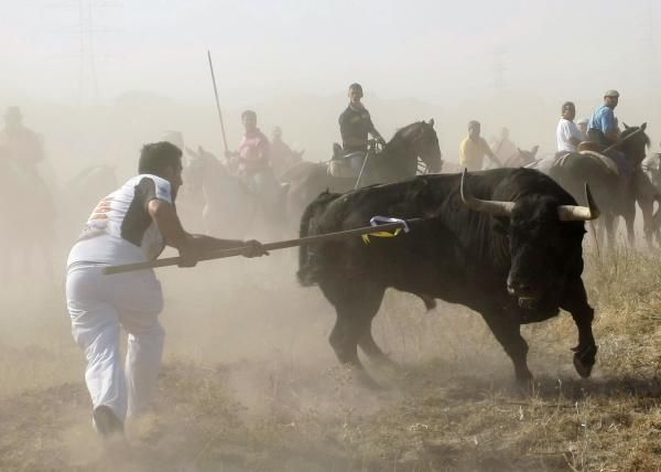 Imágenes del polémico Toro de la Vega