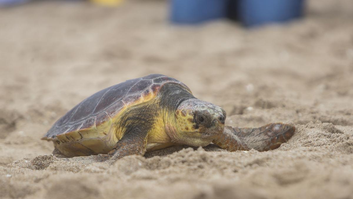 El Oceanogràfic libera al mar dos tortugas en El Parador de El Saler