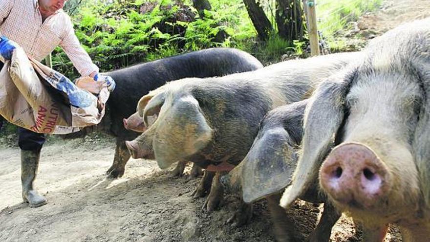 Francisco Guerra sirve comida a varios ejemplares de su piara, en su finca de Carbaínos (Cenero, Gijón).