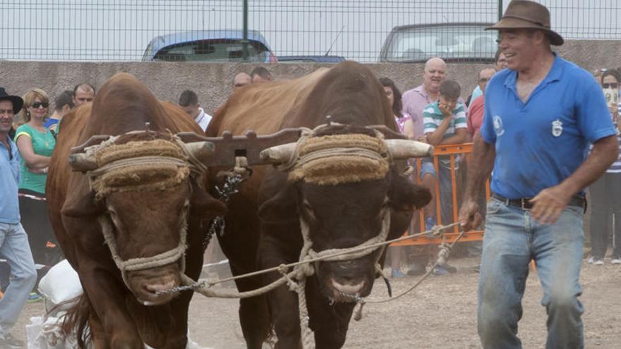 Arrastre Feria de Ganado de la Fiesta del Agua