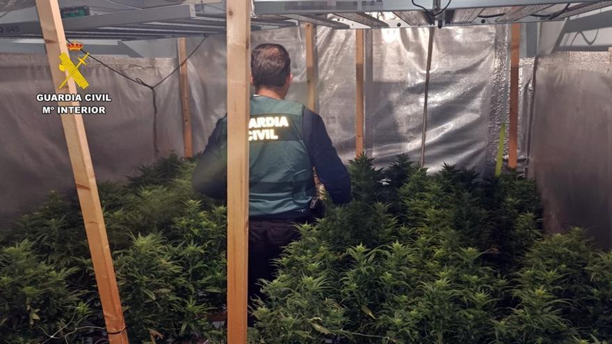 Desmantelada una plantación de marihuana en un antiguo bar de Villagarcía de la Torre