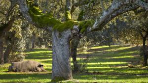 Un cerdo ibérico de Castro y González reposa en la dehesa de Guijuelo.