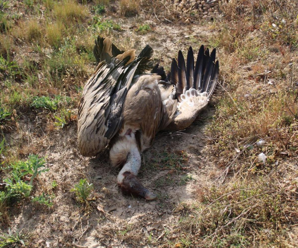 Uno de los buitres, muerto al pie de la carretera. | A. S.