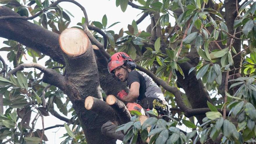 Uno de los &quot;escaladores&quot; que ayer realizó tareas de poda del magnolio tras trepar por sus ramas. // Rafa Vázquez