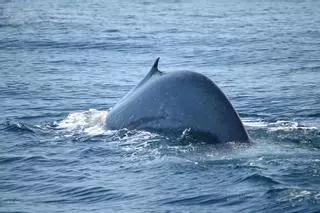 Las ballenas azules ya están aquí