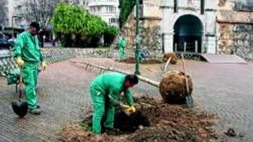 Plantan nuevos arboles para el parque saltodel caballo