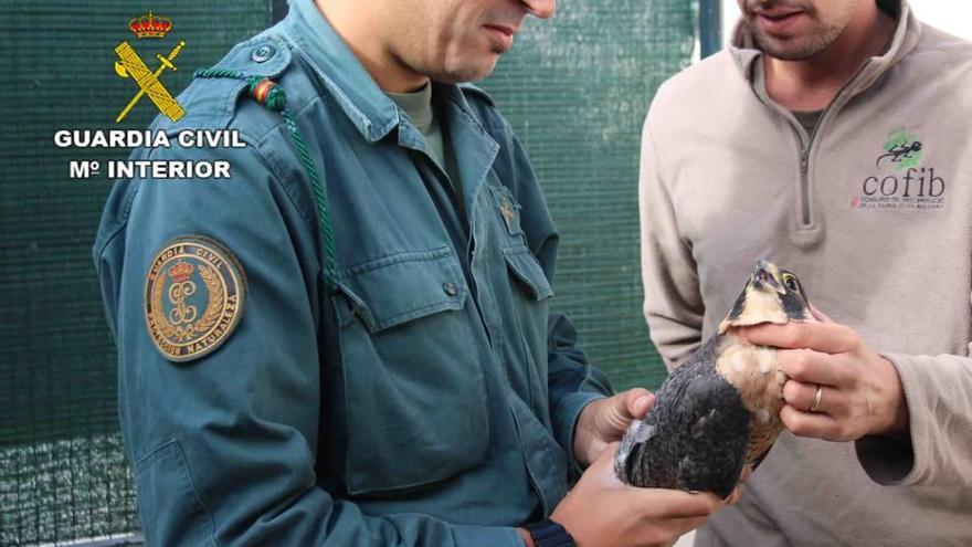 Un guardia civil y un técnico con una de las aves rapaces intervenidas en el operativo.