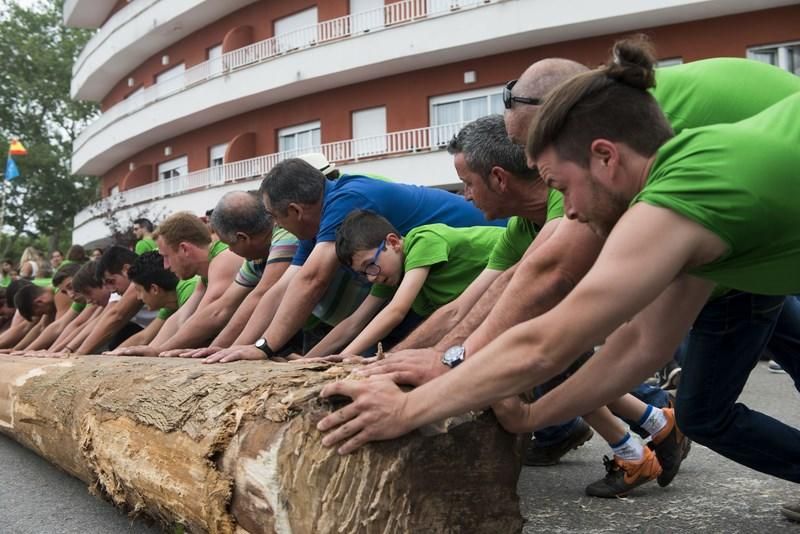 Celoriu planta su hoguera