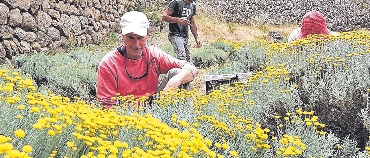 El GOB organitza avui una jornada de voluntariat a La Trapa.