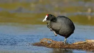 La aparición de tres aves insólitas cuestiona la temporada de caza en el delta del Ebro