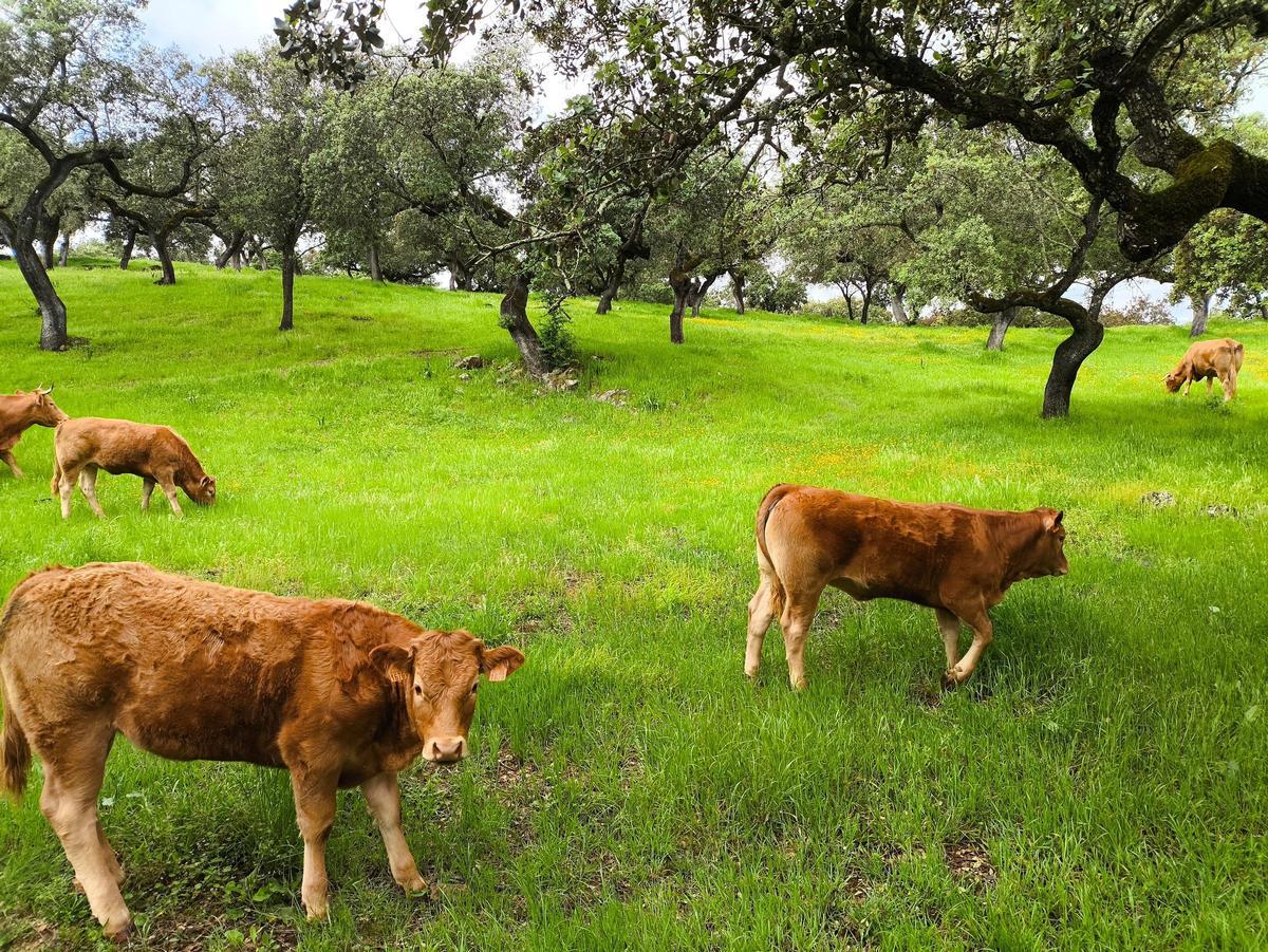 Ejemplares de ganado vacuno en un campo extremeño.