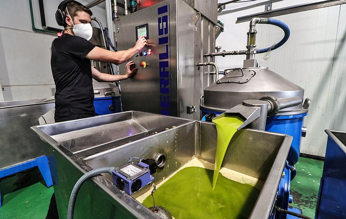Proceso de producción de aceite ecológico en la Almàssera de Millena.