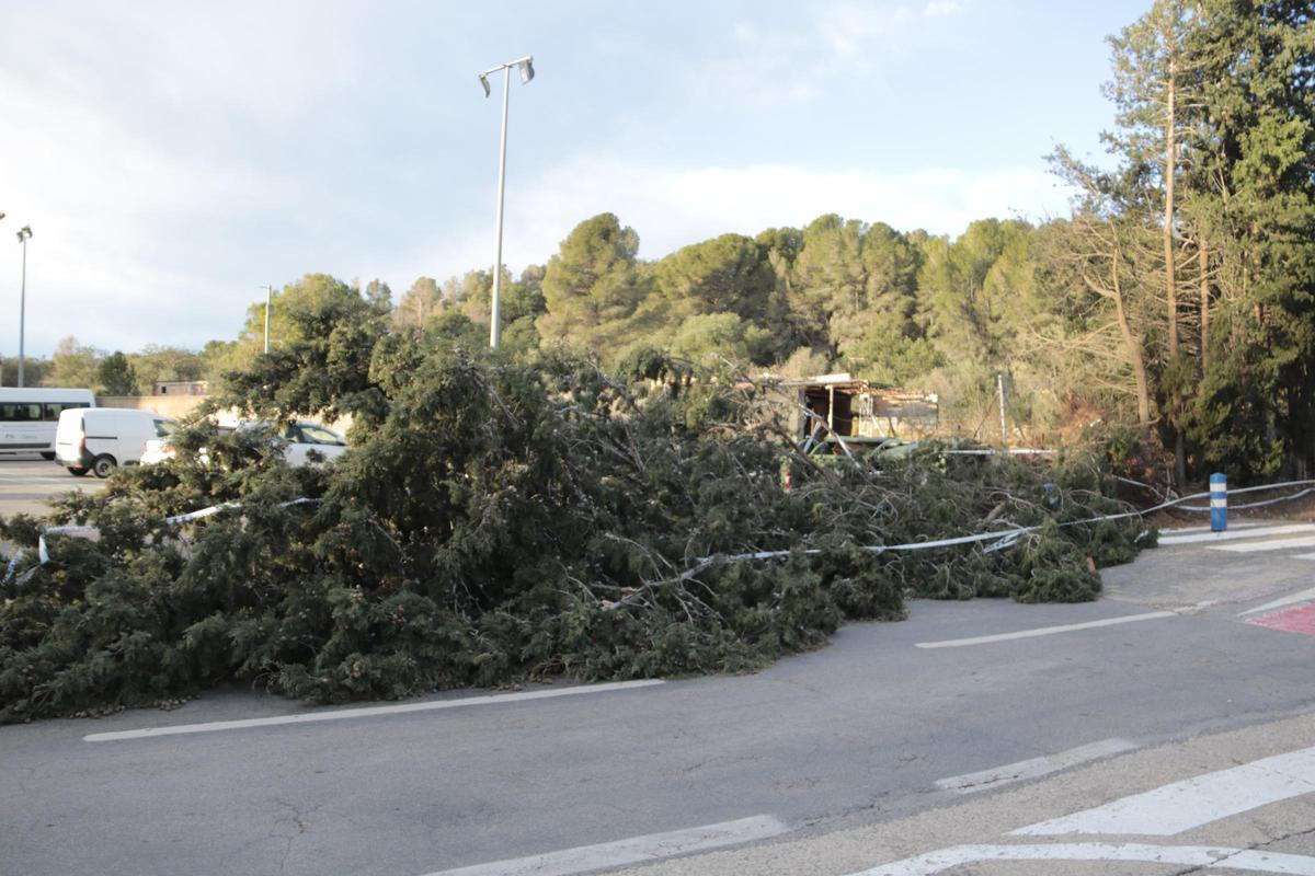 Un árbol caído por el temporal en Mont-roig del Camp