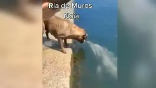 La historia de la perrita y el delfín que acabaron siendo amigos en Galicia