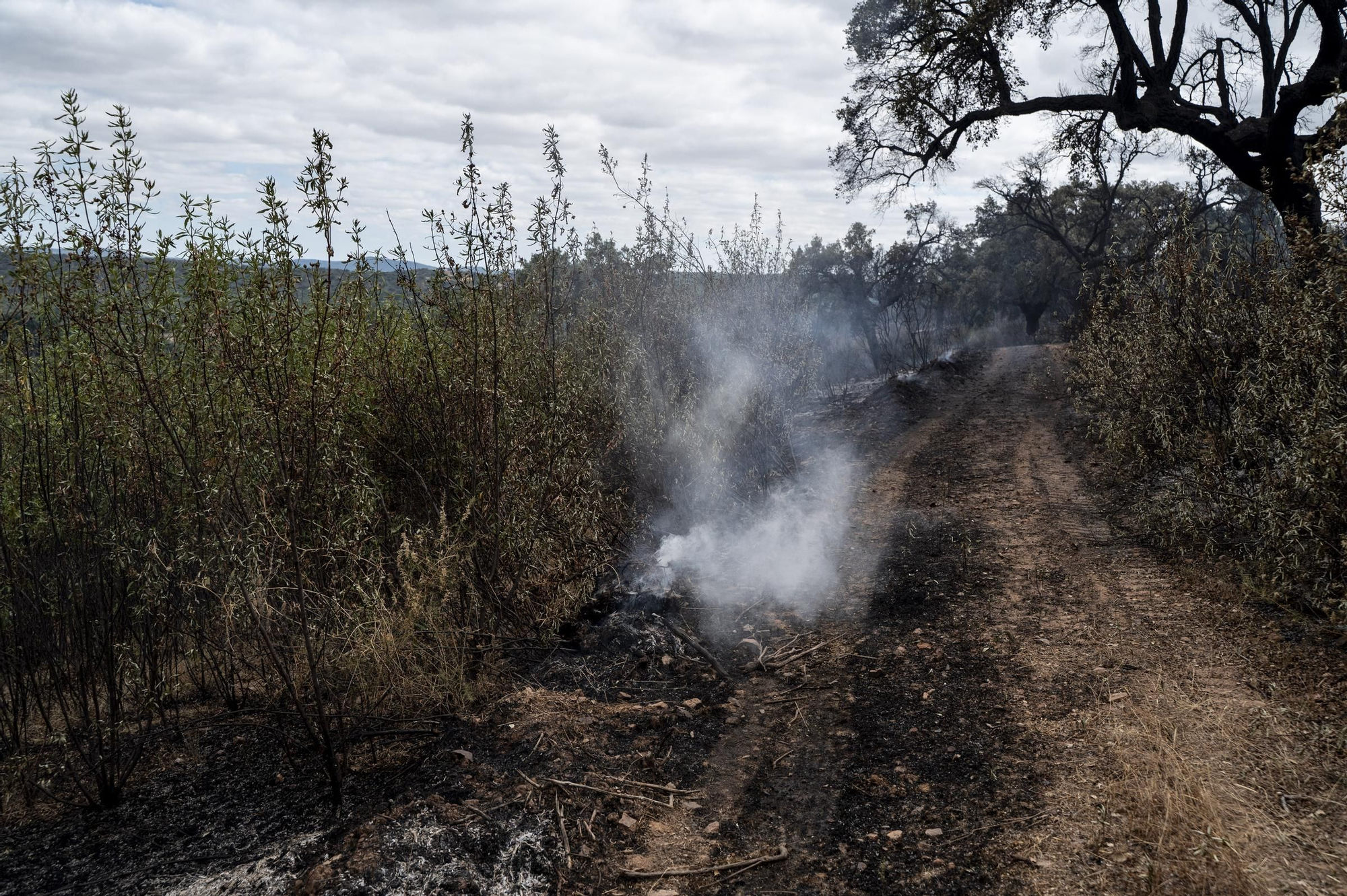 Las imágenes del incendio de este viernes en Cáceres