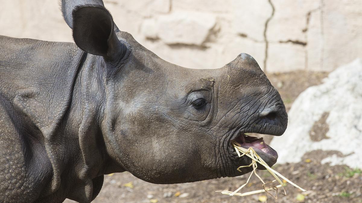 El rinoceronte indio está catalogado como vulnerable por la IUCN (Unión Internacional para la Conservación de la Naturaleza).