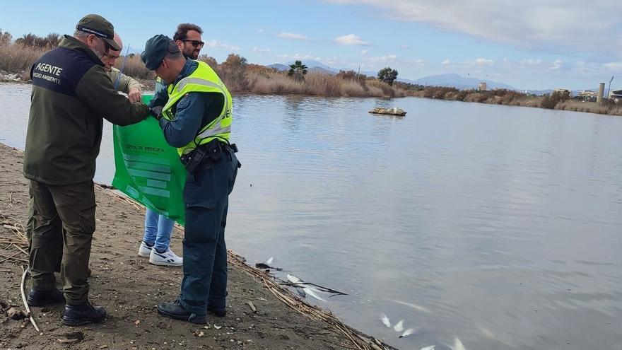 Aparecen numerosos peces muertos en la desembocadura del río Guadalhorce en Málaga