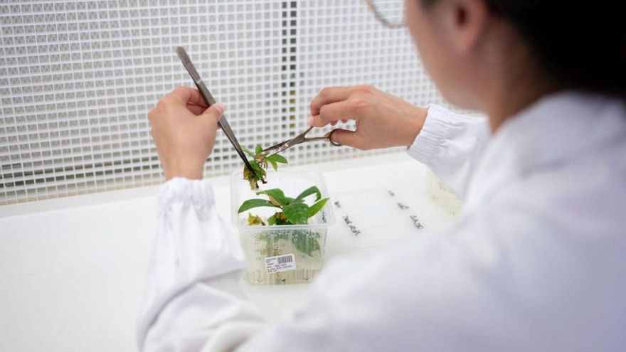 Una científica trasplanta brots de la planta del cafè al laboratori de Nestlé a Tours.