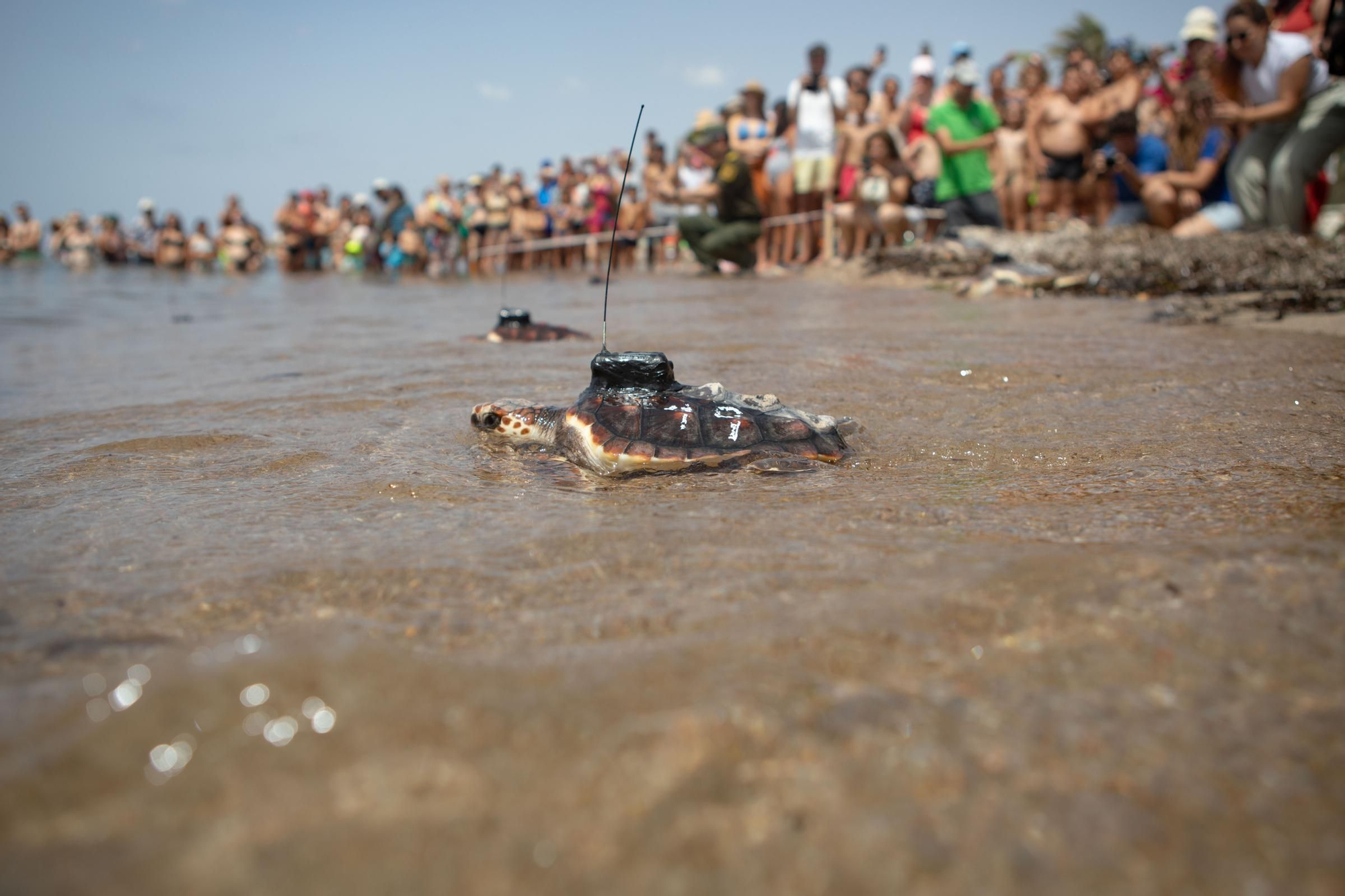 Sueltan 21 tortugas bobas en su hábitat natural en Isla Plana