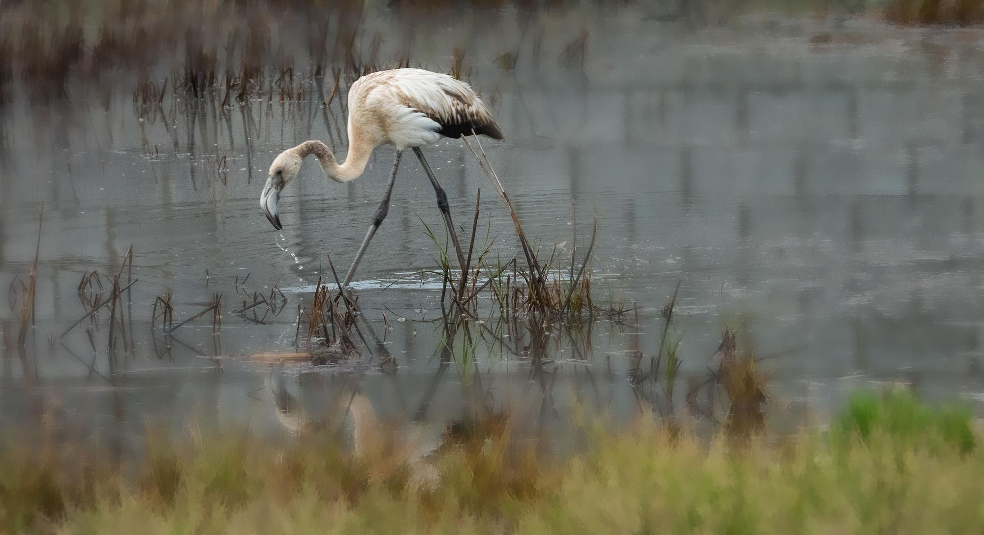 La ría, un espacio único en el que observar más de 300 especies de aves