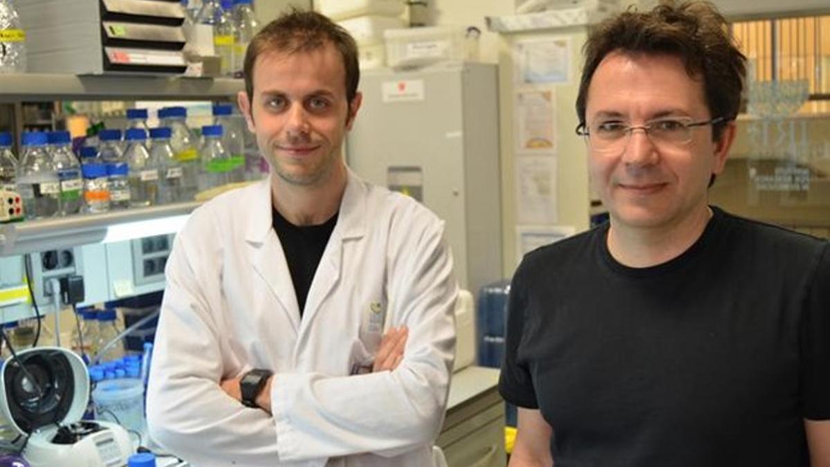 Los investigadores Raúl Méndez (derecha) y Alessio Bava, en su laboratorio del IRB Barcelona