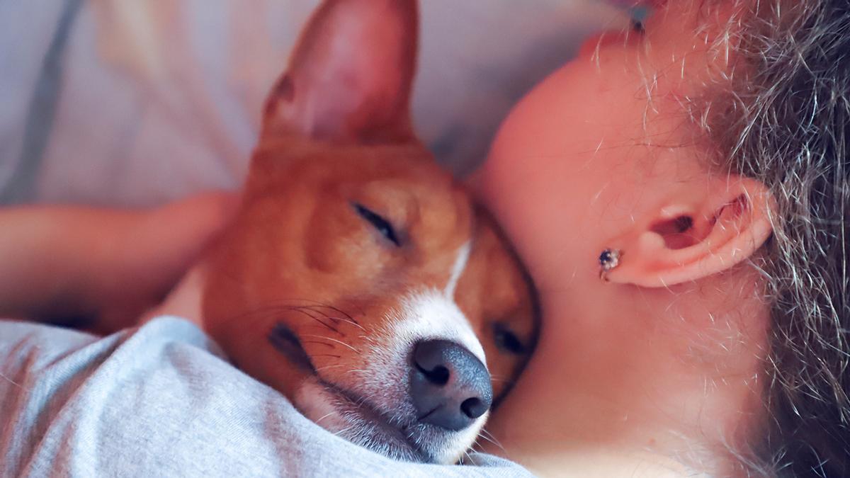 Basenji, la raza de perro que no ladra.