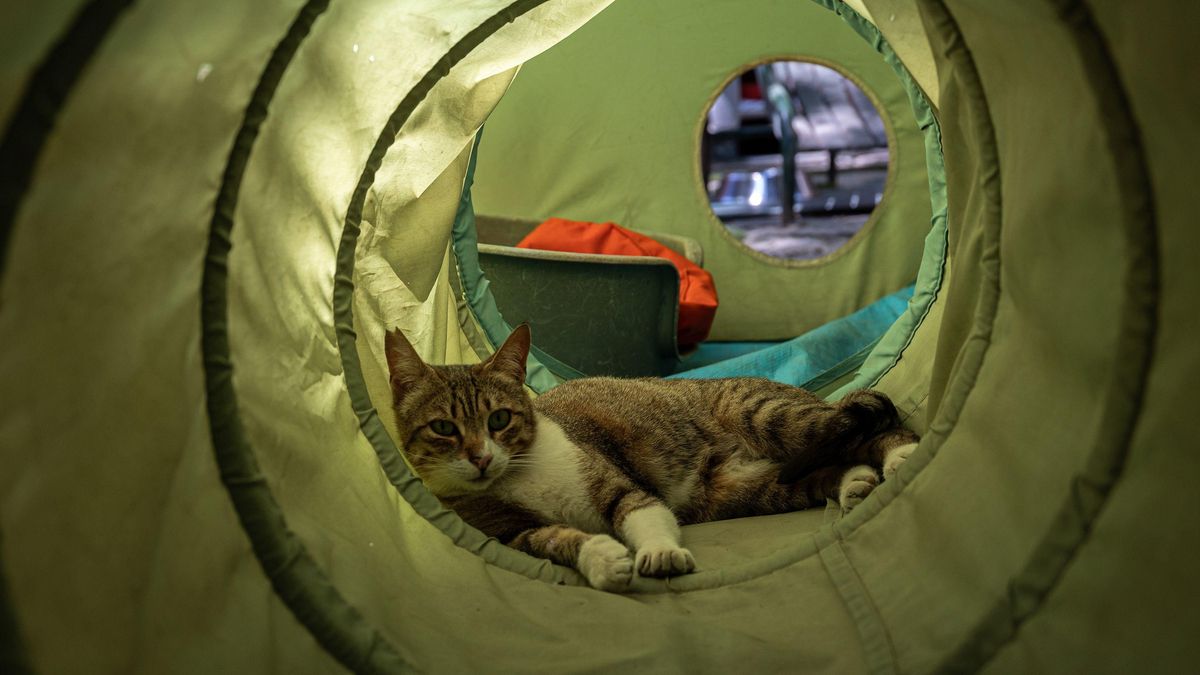 La UE recomana quarantenes per a les mascotes exposades a la verola del mico