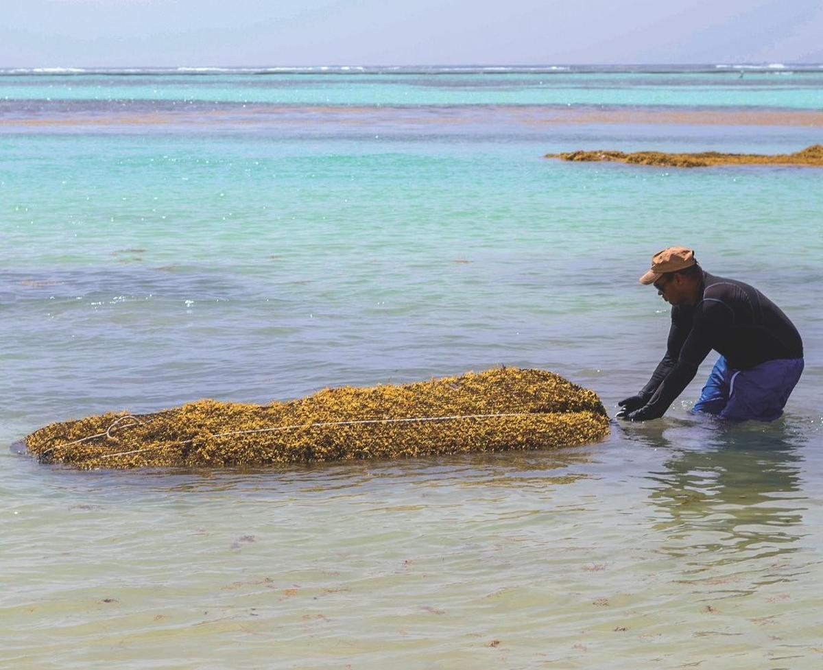 Un pescador, recolectando sargazo.