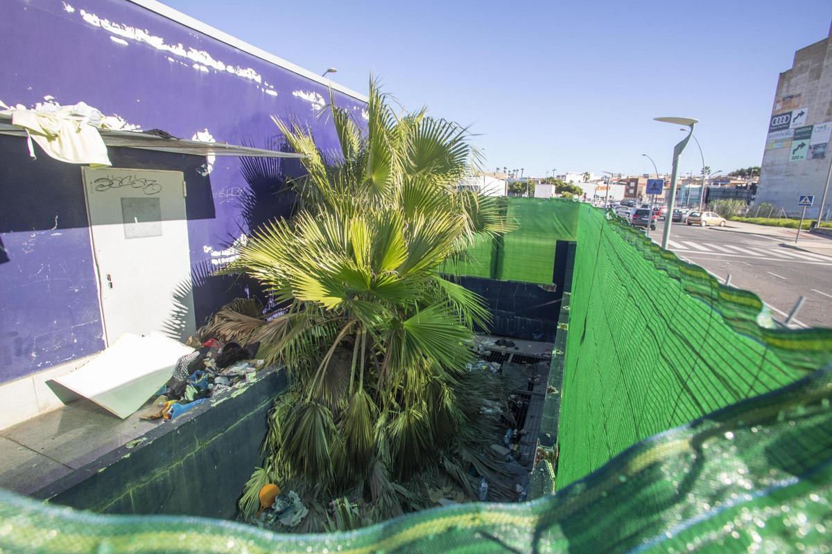 Una palmera sobresale de una claraboya.