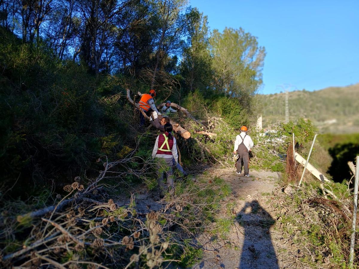 Trabajos de retirada de un pino de grandes dimensiones en el diseminado de Bixquert, en Xàtiva.