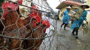 La OMS confirma el primer caso humano de gripe aviar en Australia en una niña de dos años